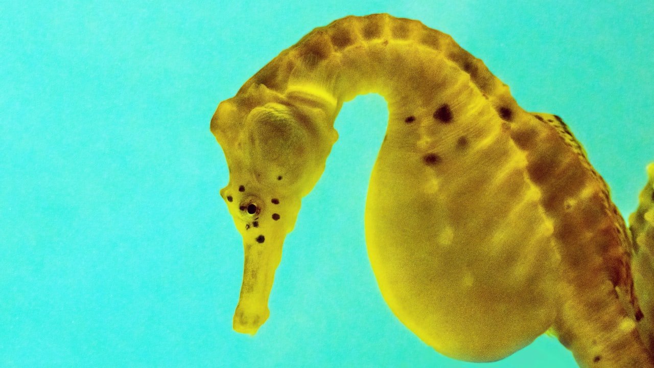 Benefits for Dab Enthusiasts of Lookah Seahorse Pro Plus Bubbler