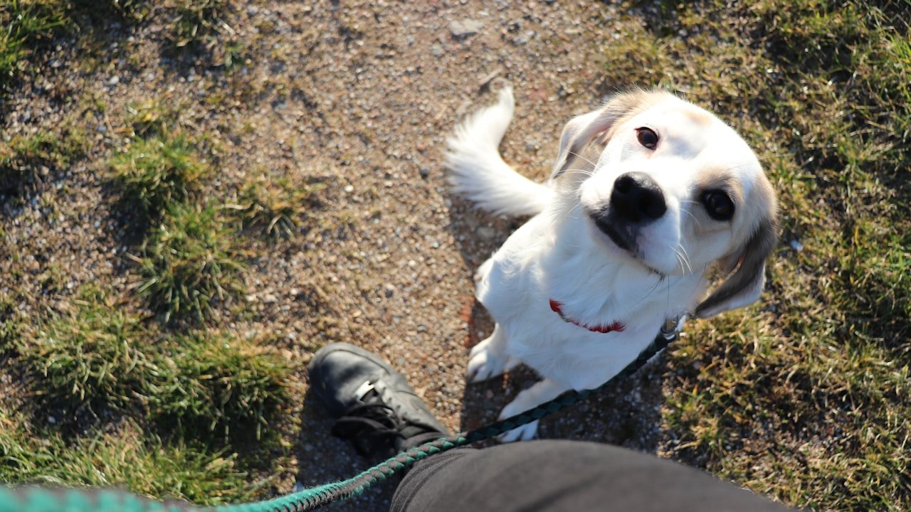 Is It Possible To Use Walkie-Talkies Abroad?