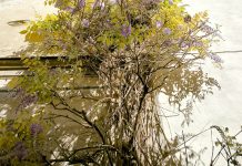 Applications of Polyhexamethylene Biguanide