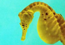 Benefits for Dab Enthusiasts of Lookah Seahorse Pro Plus Bubbler