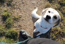 Is It Possible To Use Walkie-Talkies Abroad?